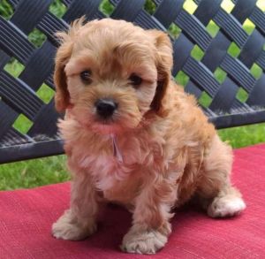 Adorable cavapoo puppies