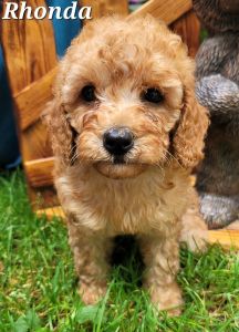 F1B Cavapoos born 6-25-22 Call *** *** ***2