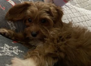 Cavapool Puppy 6 months old