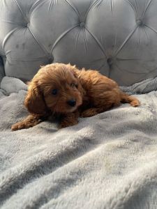 Cavapoo Puppies For Sale