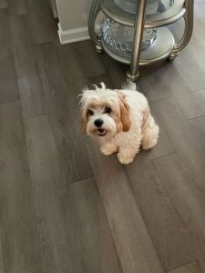Cavapoo for sale