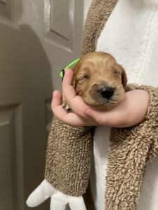 Cavapoo puppies 3 girls 4 boys