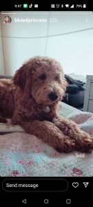 F1B Red Cavapoo Puppy