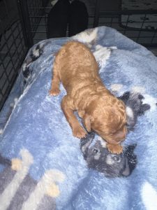 Cavapoo puppies for sale