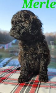 F1B Cockapoos born 10-8-22 call *** *** ***2