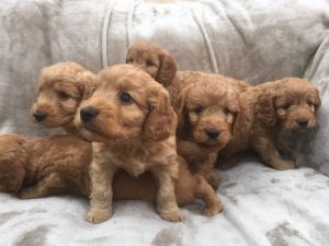 Cavapoo Puppies for Sale