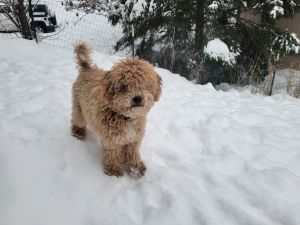 Adorable Cavapoo for sale
