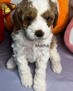 Cavapoo puppies