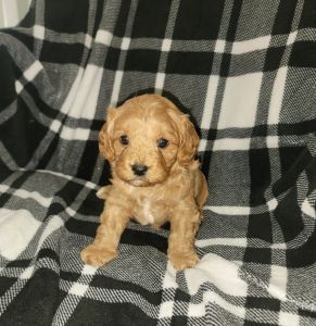 Cavapoos puppies!