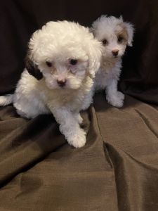 Sweet Cavapoo pups
