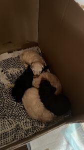 Cavapoo puppies