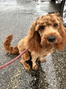 Cute Cavapoo Puppy