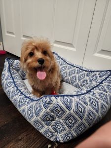 Vet checked perfect puppies for sale!