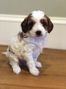 Hazel female cavapoo puppy