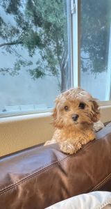 Cavapoo - Male