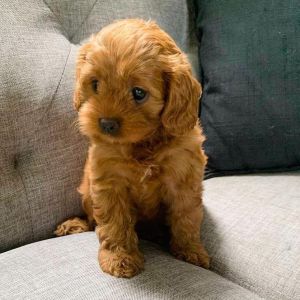 Cavapoo Puppies