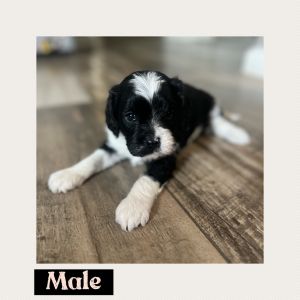 Male cavapoo