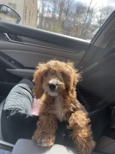 Male Cavapoo for sale