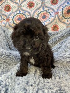 Whisp from Cross-Country Cavapoos