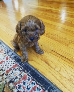 Cavapoos for sale