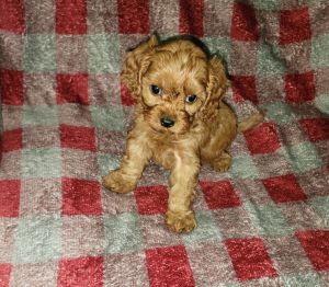 Cavapoo puppies