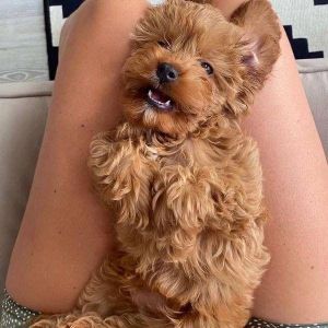 Available pups for sale