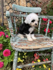 F1B toy Cavapoo puppy *Padington*