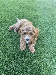 Nugget - 12 week Cavapoo