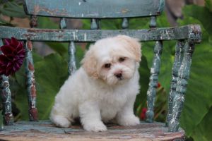Adorable Toy Cavapoo *Joseph* -- $650
