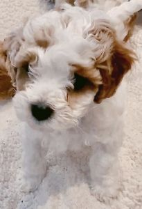 Beautiful home raised F1b Cavapoo Born 10/11/23