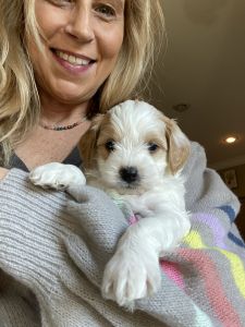 Beautiful home raised F1b Cavapoo
