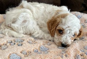 Beautiful home raised F1b Cavapoo Born 10/11/23