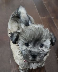 Cockapoo for sale