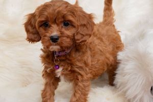 Beautiful Cavapoo puppies