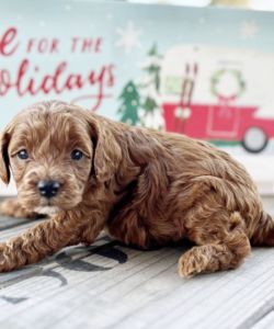 Dasher is available for sale