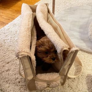 sweet looking male and female Cavapoo going now