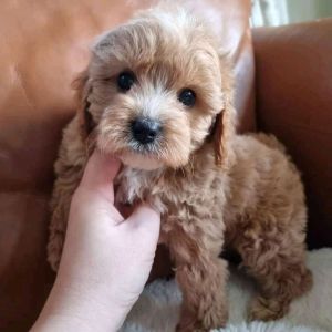 Cavapoo puppies available