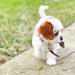 Sweet Cavapoo puppies