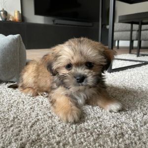 Male and female Maltipoo Puppies for Adoption