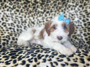 Macy-female cavapoo