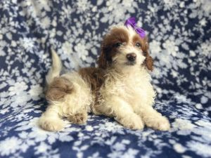 Beauty-female cavapoo