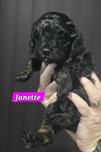 Cavoodle Puppies for adoption