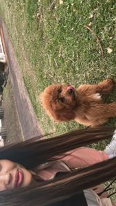 For sale 7 month female cavoodle