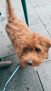 Cavoodle needs a loving home