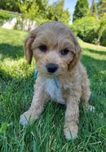 Cavapoo Puppies (Cavalier & Toy Poodle)