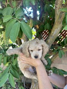 New Born Cavapoo Puppies