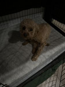 Female one year cavoodle for sale