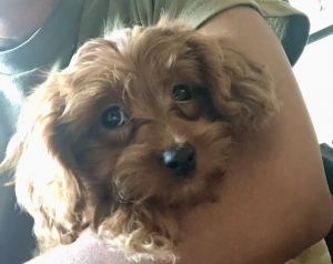 🐾 Meet Lilly – Energetic Mini Cavapoo, 3 Years Old – Spayed & Family-