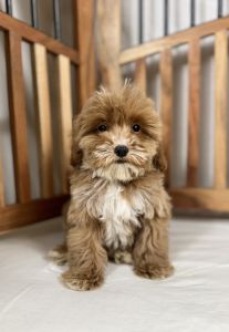 Male Cavapoo