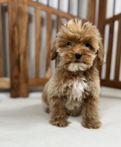 Male Cavapoo